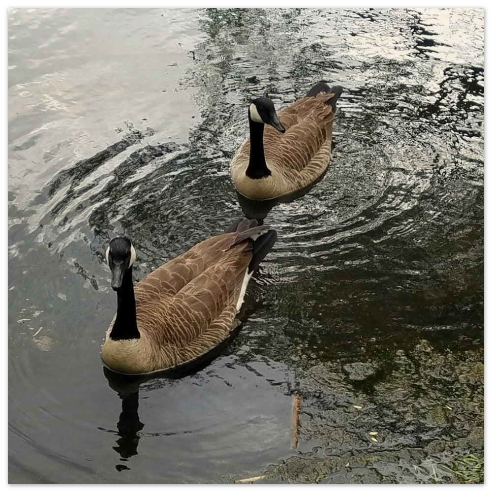 Ripples of Ducks ¨C Captivating Wood Prints to Elevate Your Space!