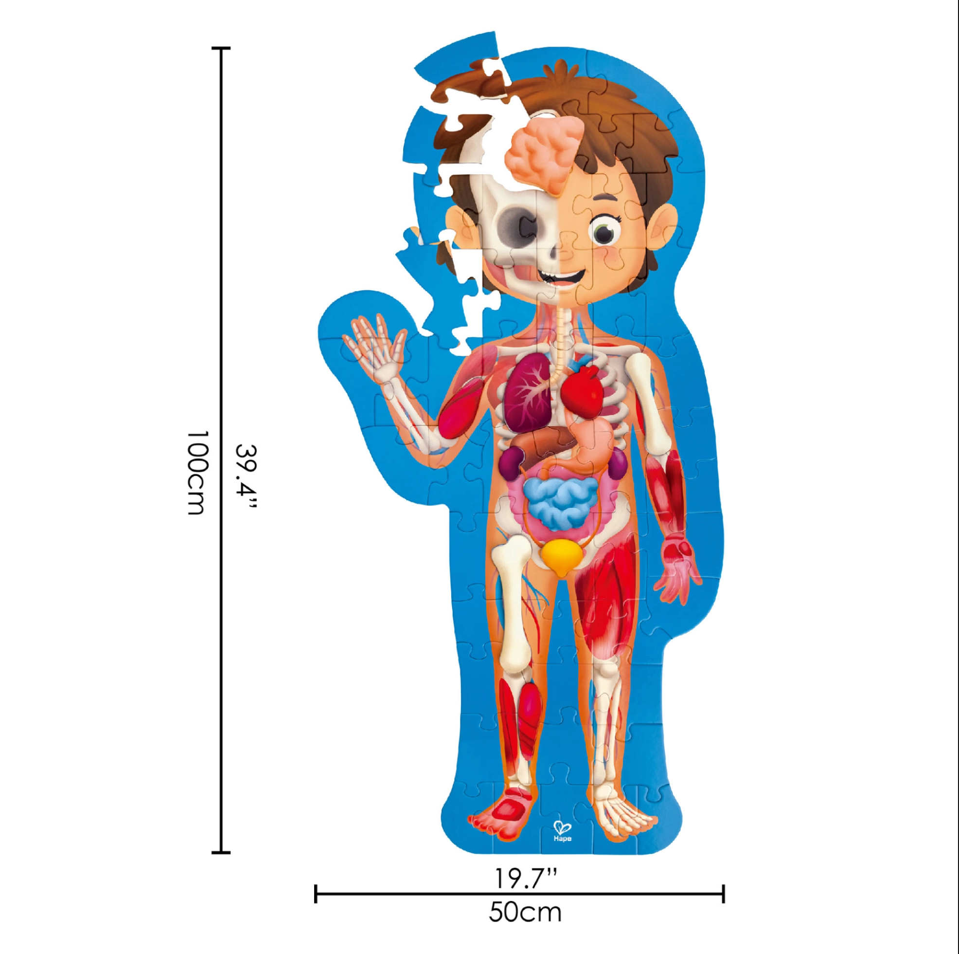 Human Body Puzzle