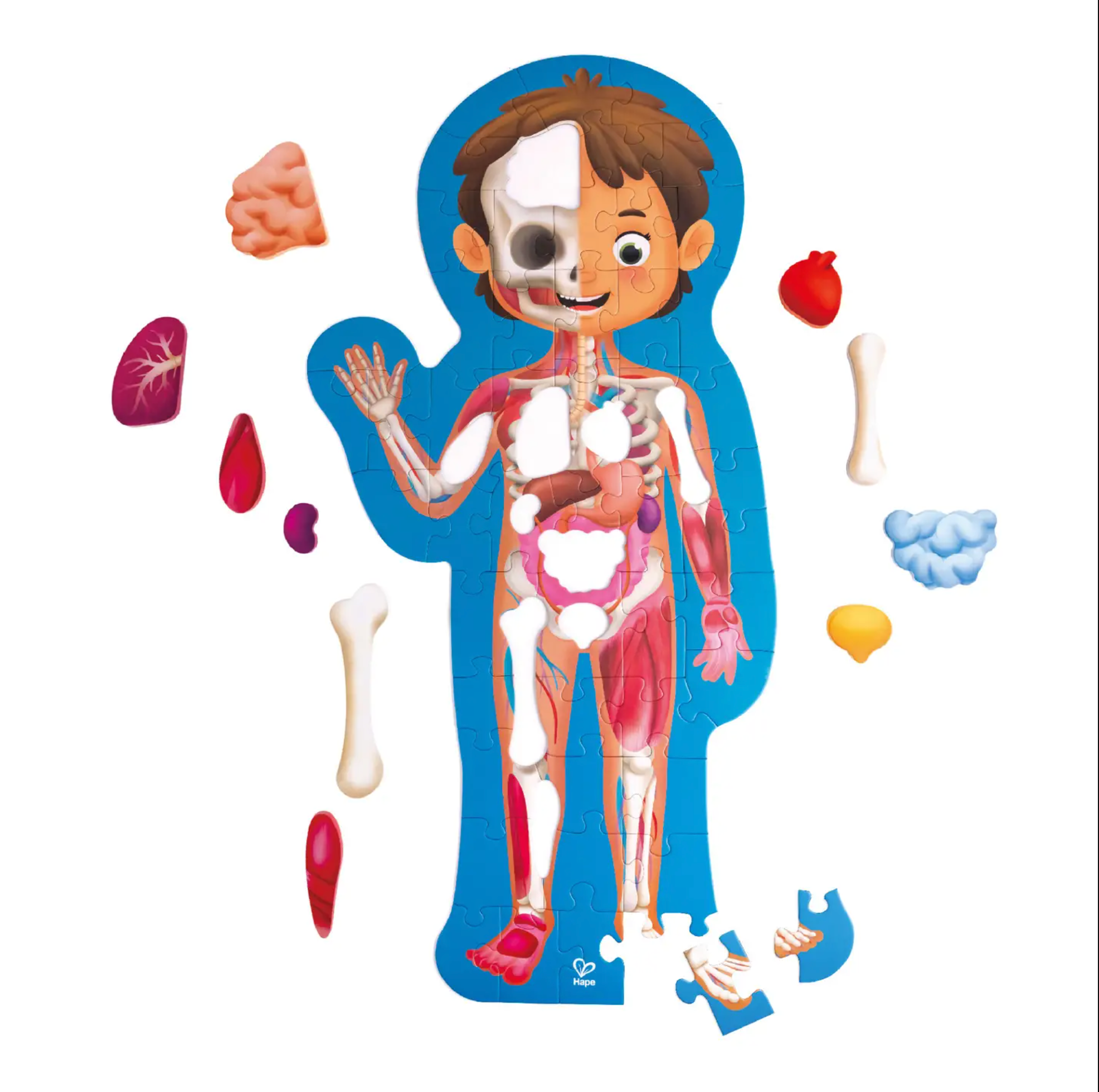 Human Body Puzzle
