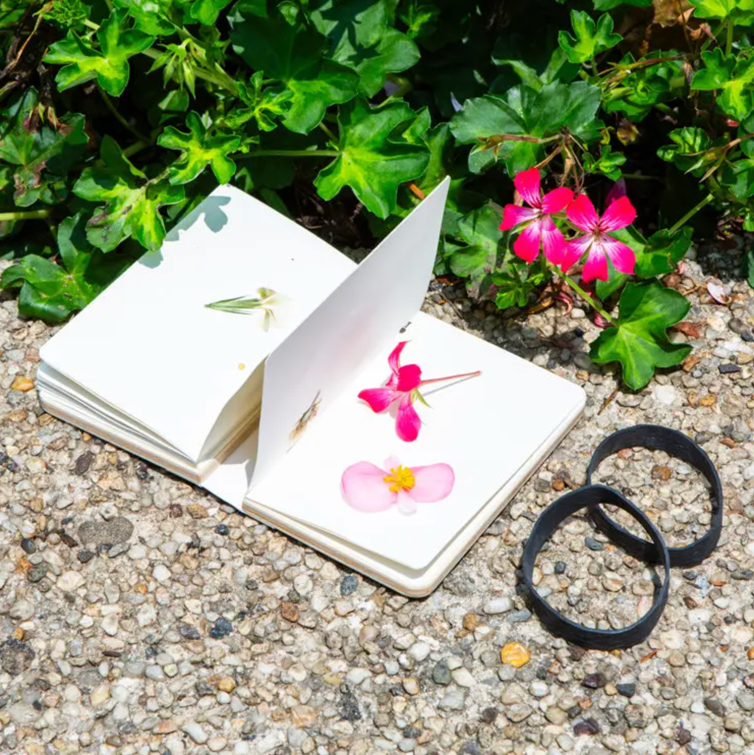 Field Flower Press